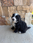 Bernedoodle Mountain Puppies!<br/>Our beautiful Bernedoodle Puppies will be ready to go home to their forever families the week of July Fourth!