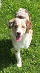 Miniature Australian Shepherd PUPPIES
