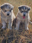 Siberian Husky Puppies