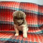 AKC Newfie Puppies<br/>9 of 11 AKC Newfoundland Puppies