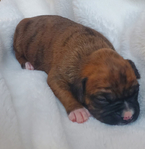 BOXER PUPPIES!<br/>Pure-Bred AKC registered.