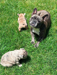 French Bulldog Puppies<br/>French Bulldog Puppies