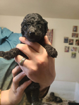 puppy<br/>AKC STANDARD POODLES