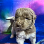 AKC Newfie Puppies<br/>9 of 11 AKC Newfoundland Puppies