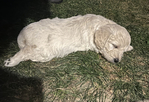 Goldendoodle<br/>Goldendoodle Puppies