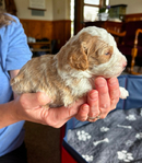 Adorable Cavapoo Puppies<br/>Cavapoo