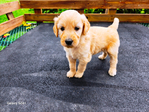 Goldendoodle