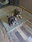 French Bulldog AKC <br/>AKC French bulldog