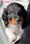 Longhair Dachshund AKC pups!<br/>DNA Tested AKC registered trained pups! 6 wks old!