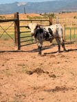 Registered longhorn Bull<br/>Registered Longhorn Bull