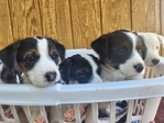Jack Russell Pups<br/>Ready to Go!