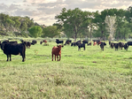 Paonia<br/>River Springs Ranch - 72 acres