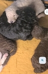 Dog<br/>Standard poodles puppies