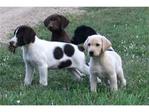 Dogs<br/>Excellent Hybrid Retriever puppies & started dogs available!