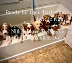 Dog<br/>8 stunning Golden Mtn. Doodle puppies for sale