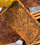Honeybees<br/>5-Frame Honey Bee Nucs-Spring 2026