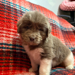 AKC Newfie Puppies<br/>9 of 11 AKC Newfoundland Puppies