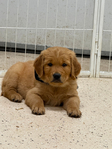 Dark Red Golden Retriever Puppies<br/>Dark Red Golden Retriever puppies