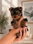 Puppies!<br/>Two Adorable Yorkie Puppies Looking for Forever Homes!