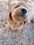 Miniature Goldendoodle Puppies<br/>Miniature Goldendoodle Puppies!