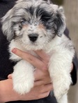 DOODLE PUPPIES!<br/>Goldendoodles, Aussiedoodles,  Bernedoodles, Cockapoos