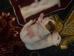Jack Russel Terrier<br/>Jack Jacks