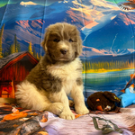 AKC Newfie Puppies<br/>5 of 11 AKC Newfoundland Puppies