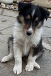 Scottish Collie<br/>Healthy and Friendly Scottish Collie Puppies Ready April 22!