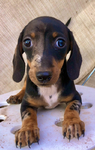 Dog<br/>Dachshund puppies!