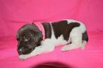 Dogs<br/>Excellent Hybrid Retriever puppies & started dogs available!