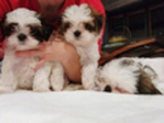 PUPPIES--<br/>10 WEEL OLD FULL BRED SHIH TZUS FOR SALE