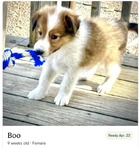 Scottish Collie<br/>Last Few Wonderful Scottish Collie Puppies!