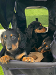 Longhair Dachshund AKC pups!<br/>DNA Tested AKC registered trained pups! 11 wks old!