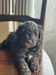 Sheepadoodle F1b<br/>F1b Sheepadoodle Puppies For Sale