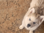 AKC Siberian Husky Puppies