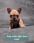 French Bulldog <br/>Akc French bulldog pups