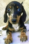Dachshund Puppies!<br/>Dachshund Puppies!
