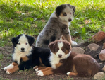 Miniature Australian Shepard<br/>PUPPIES!!!!