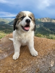 Great Bernese Puppy<br/>Last Female of Litter Ready for Forever Home