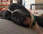 Bishop- a Boxer Mix<br/>Saved from Euthanasia- Needs a Home!