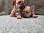 French Bulldog <br/>Akc French bulldog pups