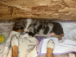 Austrialian shephard/border collie<br/>2 pups for sale