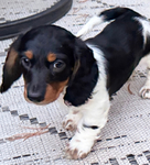Longhair Dachshund AKC pups!<br/>DNA Tested AKC registered trained pups! 11 wks old!