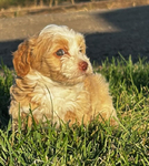 Puppies<br/>AKC Moyen Poodles and Micro and  Mini Bernedoodles