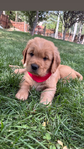 Dark Red Golden Retriever Puppies<br/>Dark Red Golden Retriever puppies