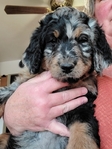 puppy<br/>F1 Standard Bernedoodle
