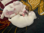 Jack Russel Terrier<br/>Jack Jacks