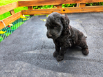 Goldendoodle