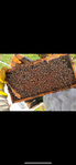 Honeybees<br/>5-Frame Honey Bee Nucs-Spring 2026