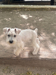 Miniature Schnauzer <br/> Miniature Schnauzer Puppies